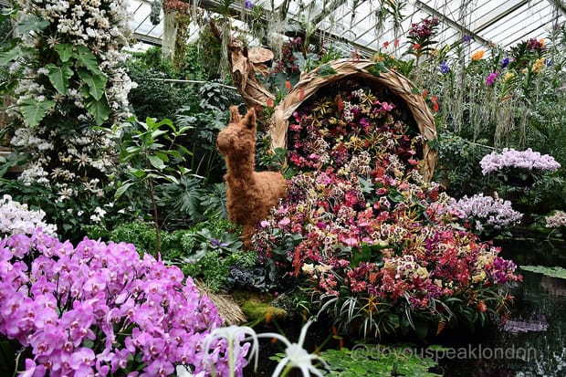 Kew Gardens’ Orchids Festival: a winter highlight!