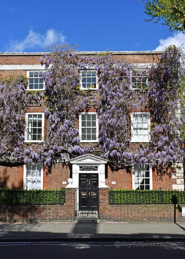 Discover Chelsea in bloom: a guided wisteria walk