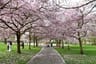 London’s best cherry blossoms spots (Spring guide)