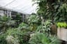 Barbican Conservatory London: the complete guide to this hidden tropical oasis